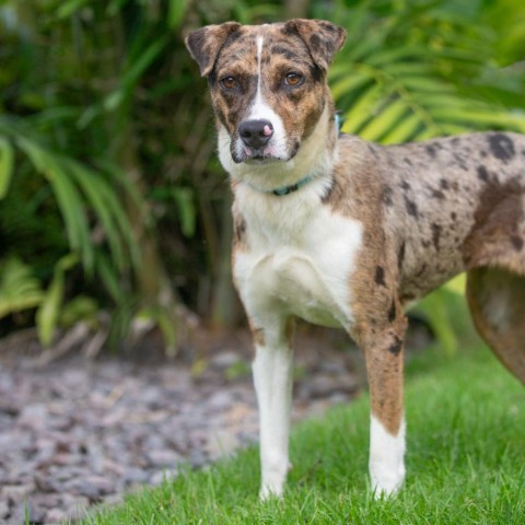 Mabel, an adoptable Mixed Breed in Kailua Kona, HI, 96740 | Photo Image 1