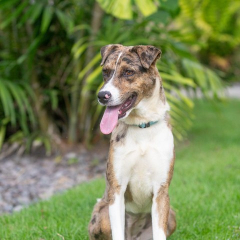 Mabel, an adoptable Mixed Breed in Kailua Kona, HI, 96740 | Photo Image 2