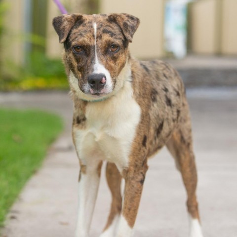 Mabel, an adoptable Mixed Breed in Kailua Kona, HI, 96740 | Photo Image 3