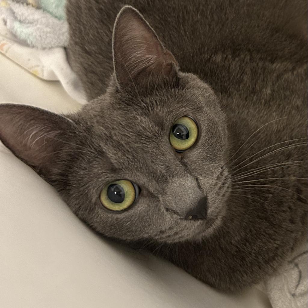 Mama Concrete, SS, an adoptable Domestic Short Hair in Tallahassee, FL, 32308 | Photo Image 1