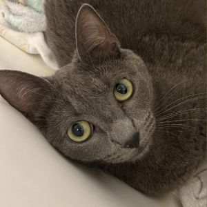Mama Concrete, SS Domestic Short Hair Cat
