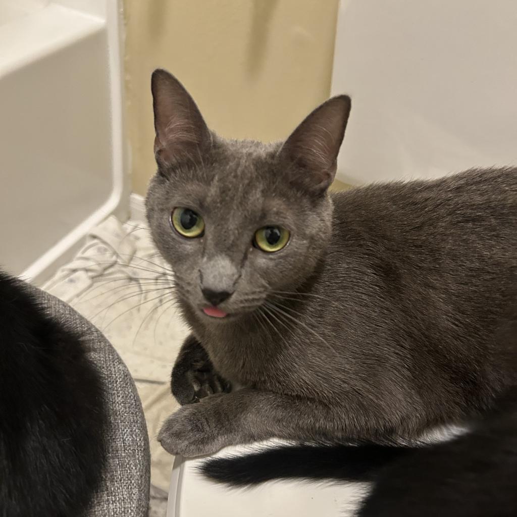 Mama Concrete, SS, an adoptable Domestic Short Hair in Tallahassee, FL, 32308 | Photo Image 2