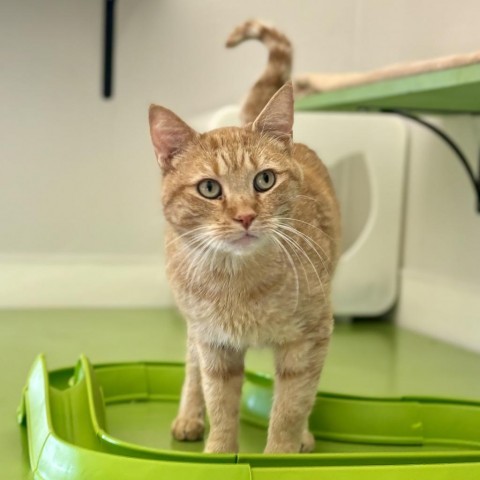 Arrow, an adoptable Domestic Short Hair in Glenwood Springs, CO, 81601 | Photo Image 1