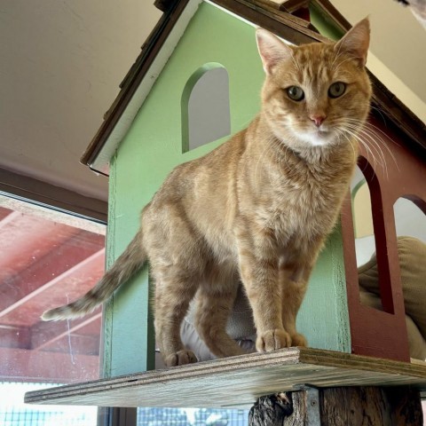 Arrow, an adoptable Domestic Short Hair in Glenwood Springs, CO, 81601 | Photo Image 2