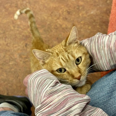 Arrow, an adoptable Domestic Short Hair in Glenwood Springs, CO, 81601 | Photo Image 4