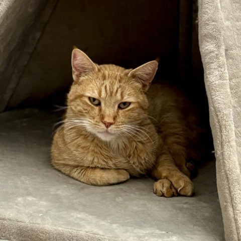 Arrow, an adoptable Domestic Short Hair in Glenwood Springs, CO, 81601 | Photo Image 6