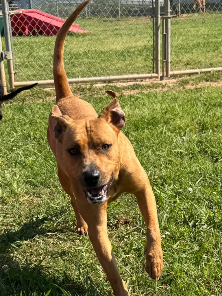 Dudley, an adoptable Pit Bull Terrier, Mixed Breed in Bossier City, LA, 71111 | Photo Image 1