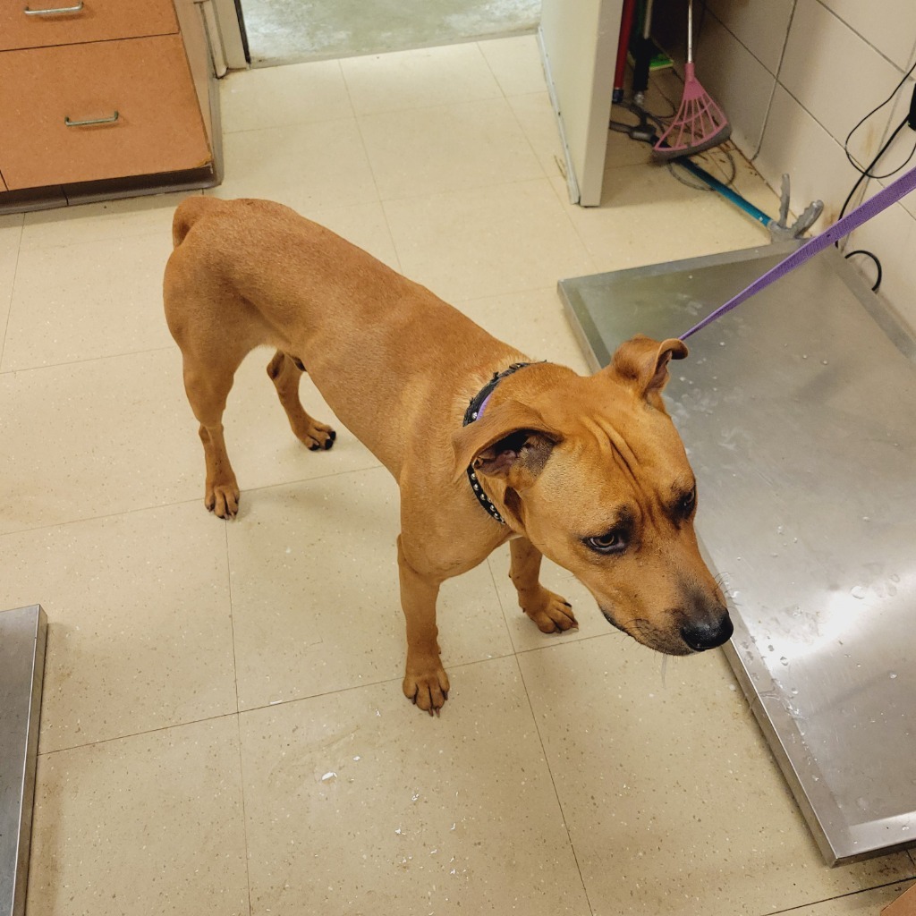Dudley, an adoptable Pit Bull Terrier, Mixed Breed in Bossier City, LA, 71111 | Photo Image 2