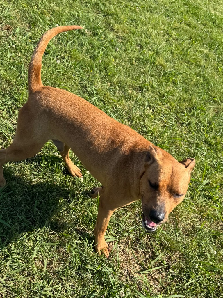 Dudley, an adoptable Pit Bull Terrier, Mixed Breed in Bossier City, LA, 71111 | Photo Image 4