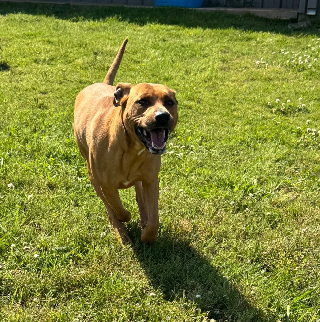 Dudley