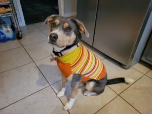 Hickory Stick is the total package-crate trained potty trained and knows commands Shes a dream o