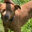 Max, an adoptable Chocolate Labrador Retriever, Feist in Hagerstown, MD, 21746 | Photo Image 1