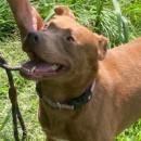 Max, an adoptable Chocolate Labrador Retriever, Feist in Hagerstown, MD, 21746 | Photo Image 2