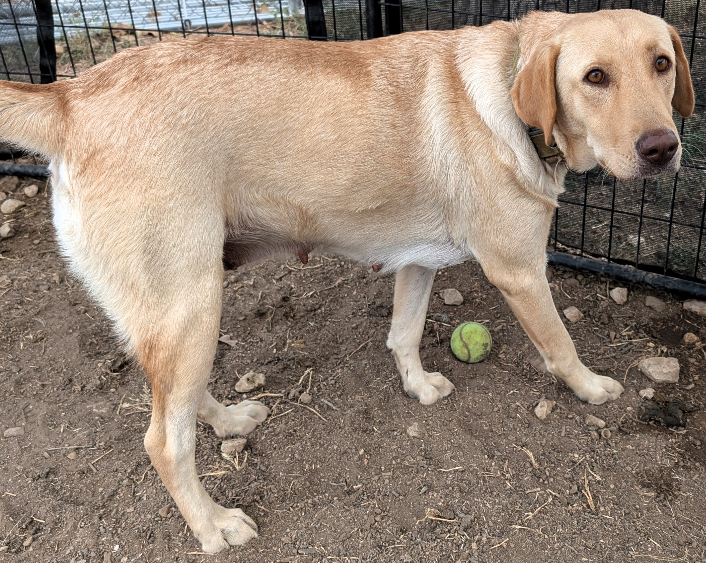 Dog for adoption Harley, a Mixed Breed in Buchanan Dam, TX Petfinder