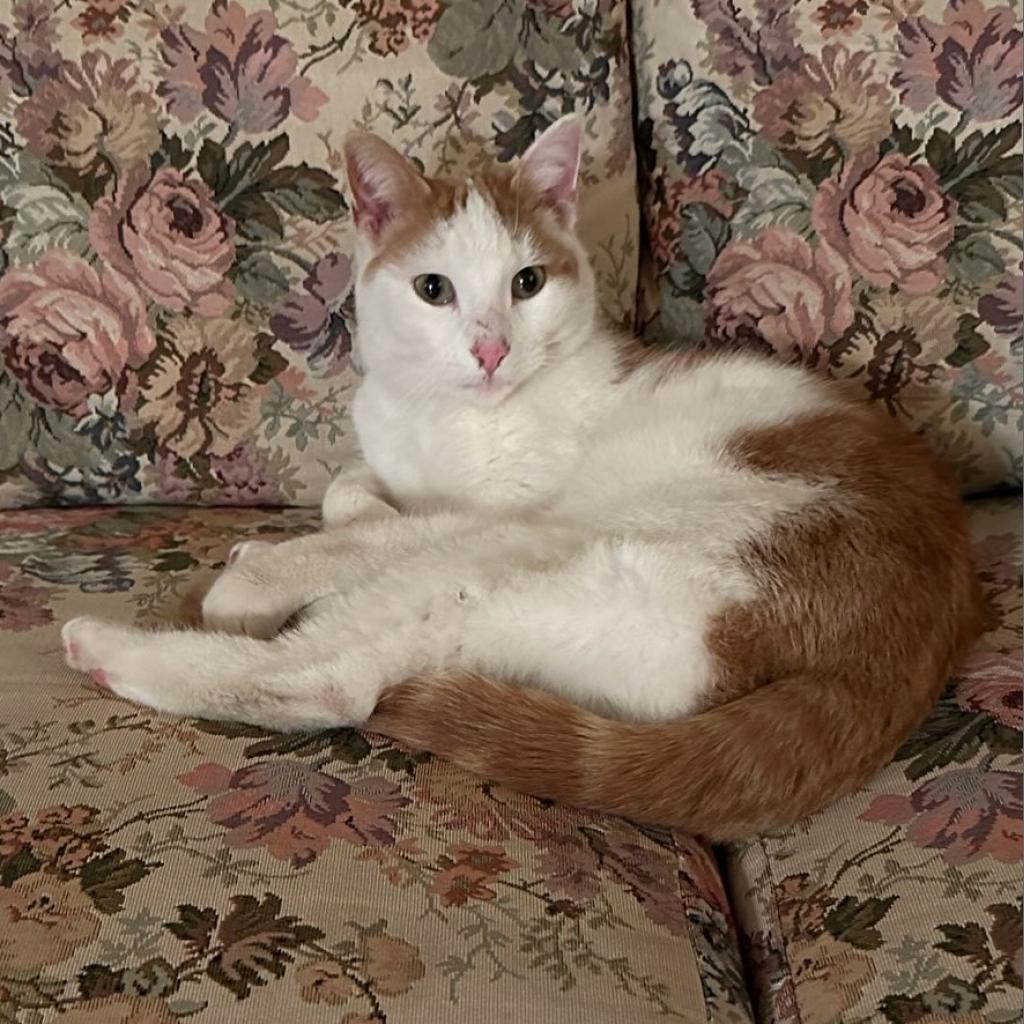Colonel, an adoptable Domestic Short Hair in Rochester, MN, 55903 | Photo Image 2
