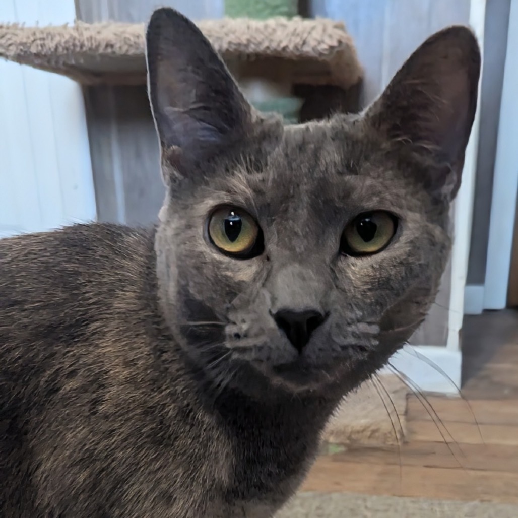 Cranberry, an adoptable American Shorthair in Rochester, MN, 55903 | Photo Image 1