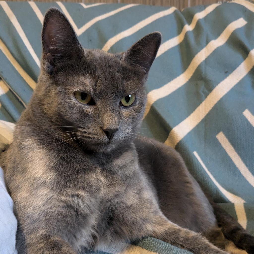 Cranberry, an adoptable American Shorthair in Rochester, MN, 55903 | Photo Image 3