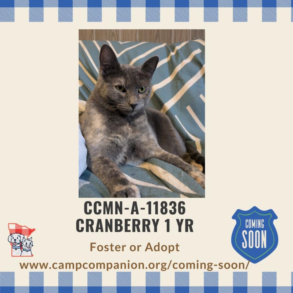 Cranberry, an adoptable American Shorthair in Rochester, MN, 55903 | Photo Image 4