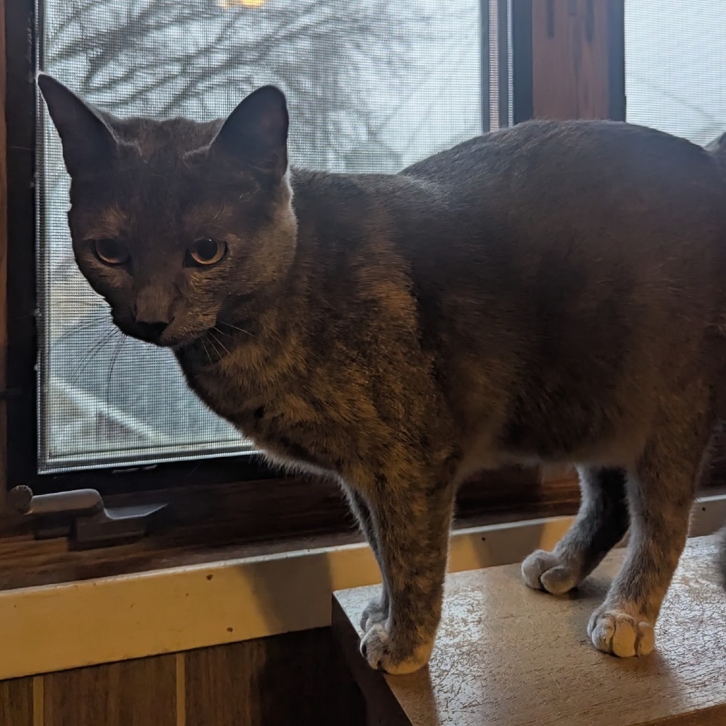 Cranberry, an adoptable American Shorthair in Rochester, MN, 55903 | Photo Image 5