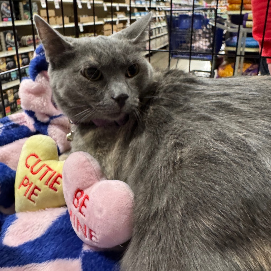 Cranberry, an adoptable American Shorthair in Rochester, MN, 55903 | Photo Image 6