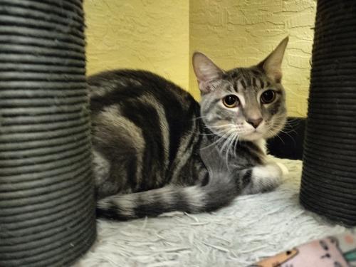 Sammi, an adoptable Tabby in Parlier, CA, 93648 | Photo Image 1