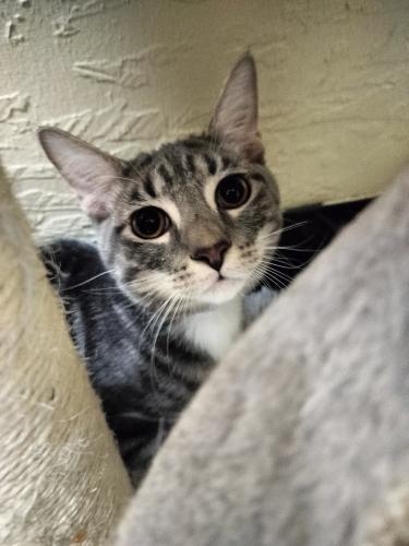 Sammi, an adoptable Tabby in Parlier, CA, 93648 | Photo Image 2