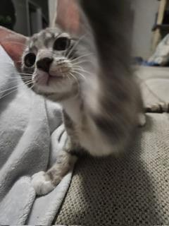 Sammi, an adoptable Tabby in Parlier, CA, 93648 | Photo Image 3