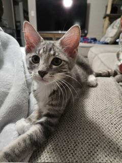 Sammi, an adoptable Tabby in Parlier, CA, 93648 | Photo Image 4