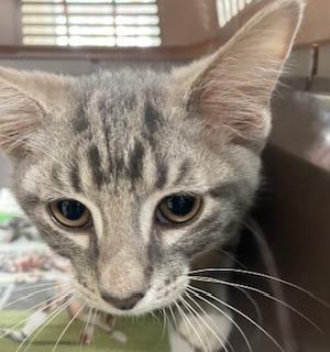 Sammi, an adoptable Tabby in Parlier, CA, 93648 | Photo Image 5