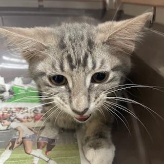 Sammi, an adoptable Tabby in Parlier, CA, 93648 | Photo Image 6