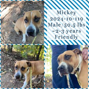 2024-10-119 *Mickey*, Adult Male Pit Bull Terrier