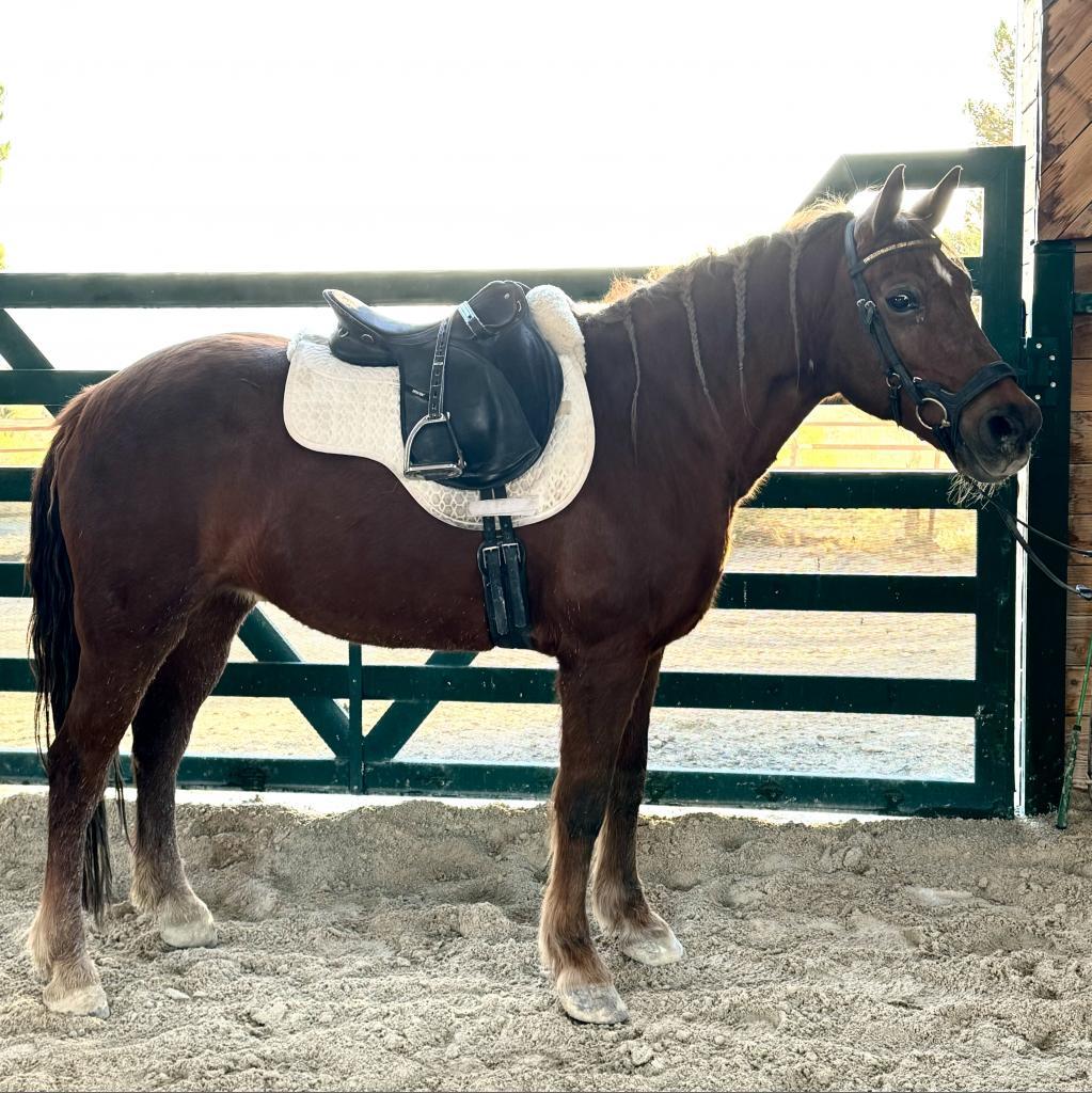 Savannah