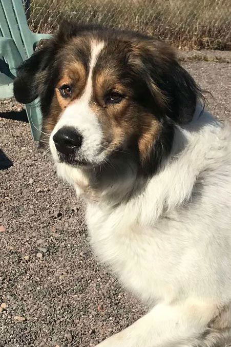 Winston, an adoptable Great Pyrenees, Saint Bernard in Webster, WI, 54893 | Photo Image 1