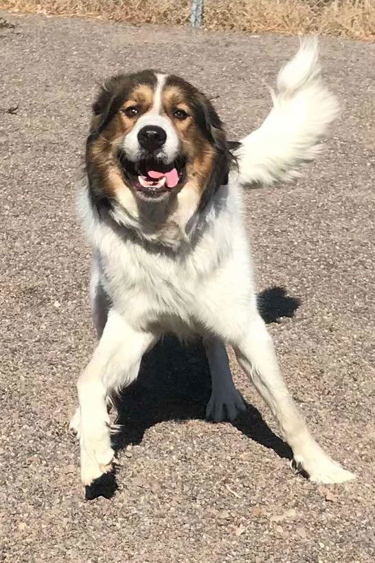 Winston, an adoptable Great Pyrenees, Saint Bernard in Webster, WI, 54893 | Photo Image 2