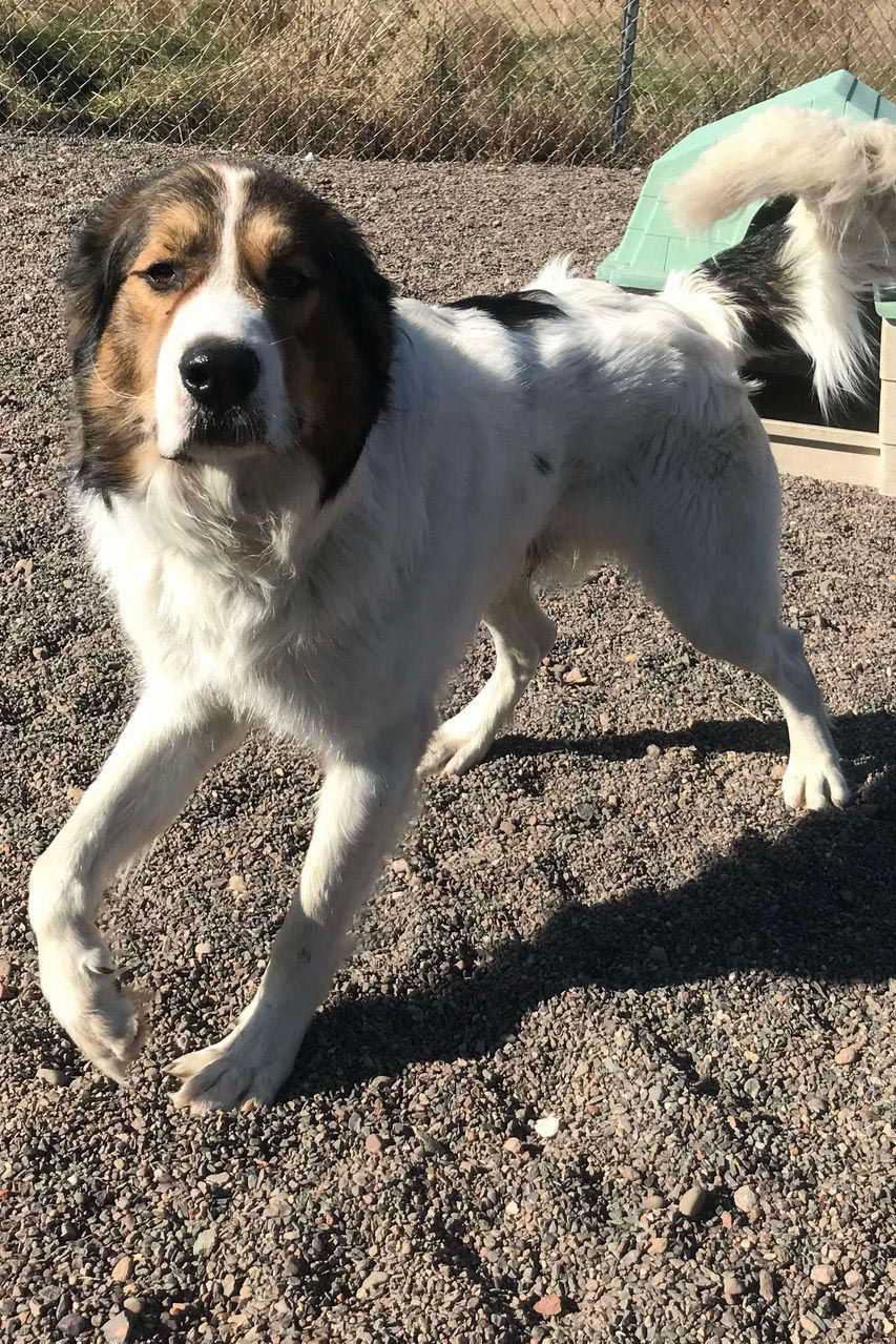 Winston, an adoptable Great Pyrenees, Saint Bernard in Webster, WI, 54893 | Photo Image 3