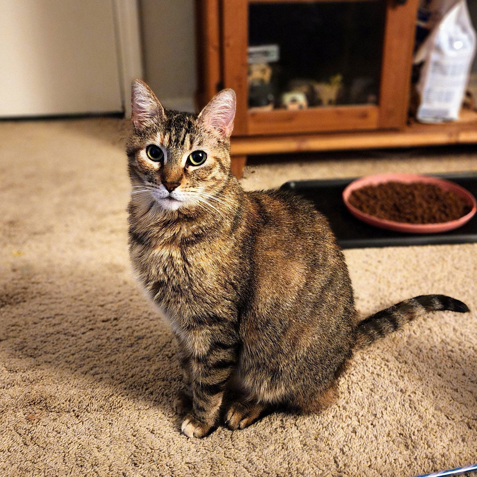Daisy (Courtesy Post)