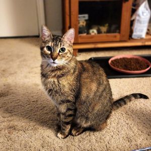 Daisy (Courtesy Post), Young Female Tabby