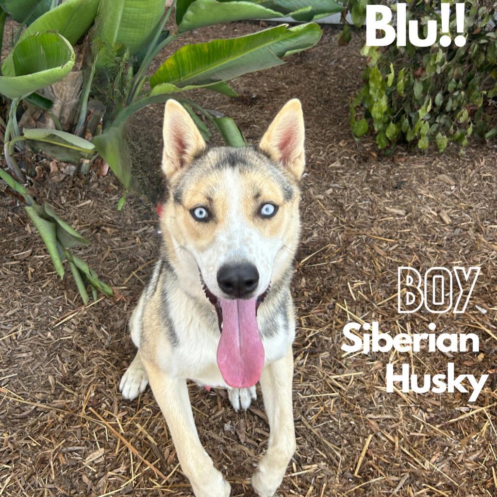 Blu