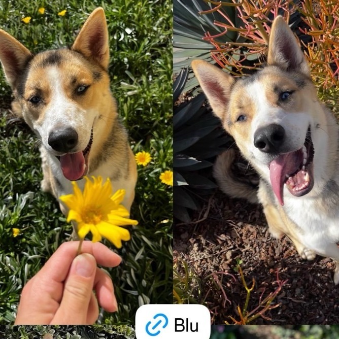 Blu