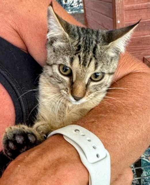 Scrappy, an adoptable Domestic Short Hair in Boerne, TX, 78006 | Photo Image 1