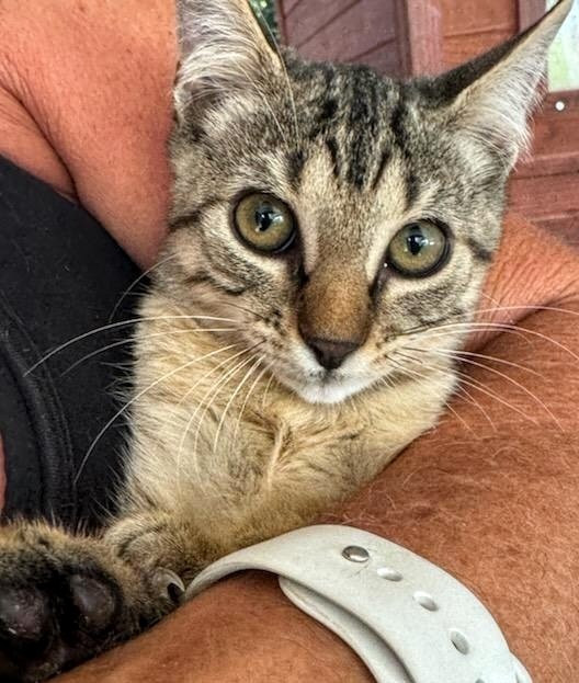 Scrappy, an adoptable Domestic Short Hair in Boerne, TX, 78006 | Photo Image 2