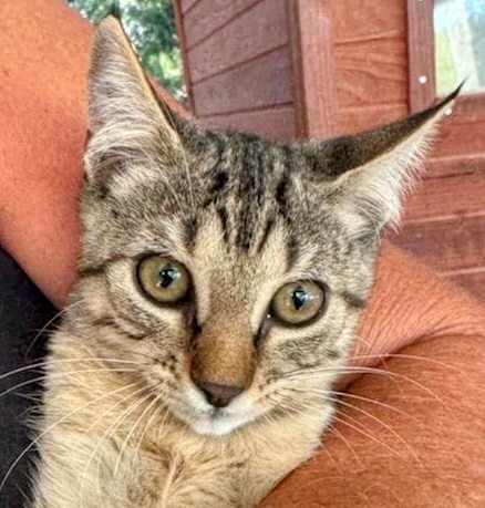 Scrappy, an adoptable Domestic Short Hair in Boerne, TX, 78006 | Photo Image 3