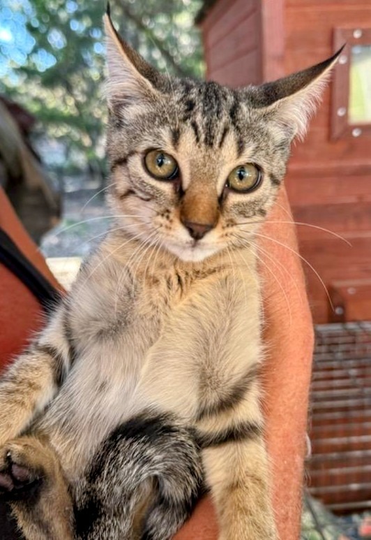 Scrappy, an adoptable Domestic Short Hair in Boerne, TX, 78006 | Photo Image 4