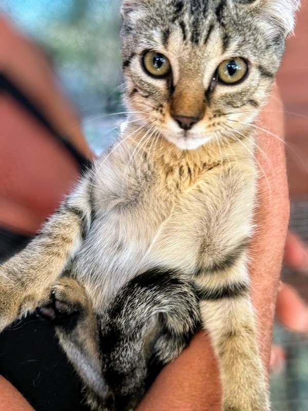 Scrappy, an adoptable Domestic Short Hair in Boerne, TX, 78006 | Photo Image 5