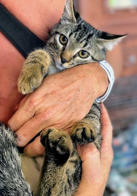 Raider, an adoptable Domestic Short Hair in Boerne, TX, 78006 | Photo Image 2
