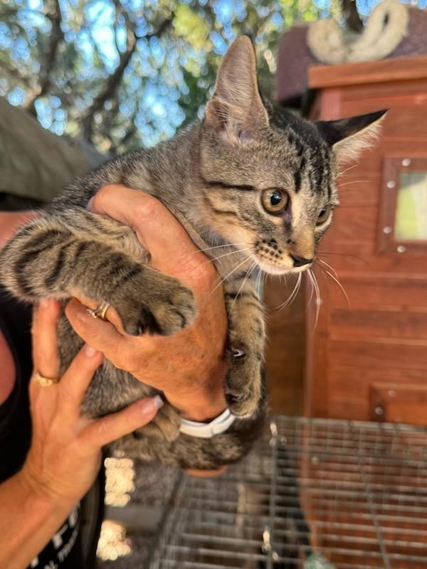 Raider, an adoptable Domestic Short Hair in Boerne, TX, 78006 | Photo Image 3