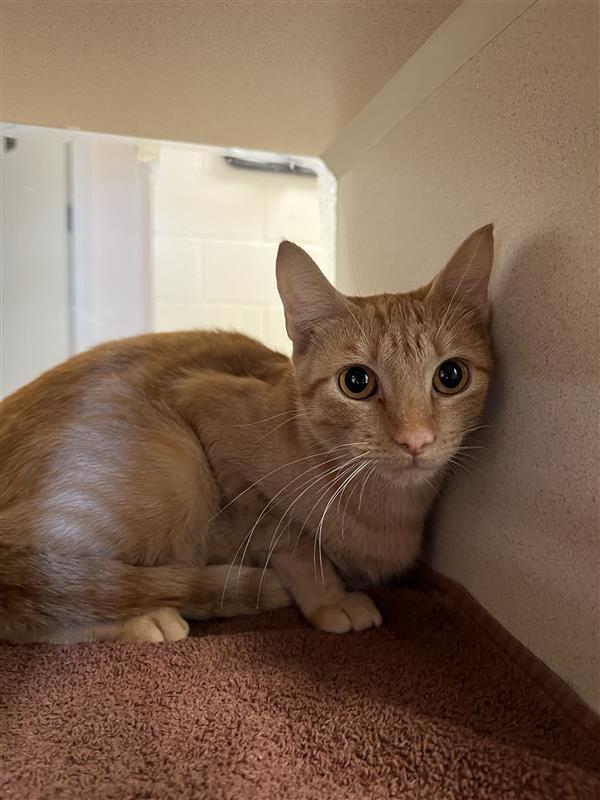 Sport, an adoptable Domestic Short Hair in Hutchinson, KS, 67504 | Photo Image 1