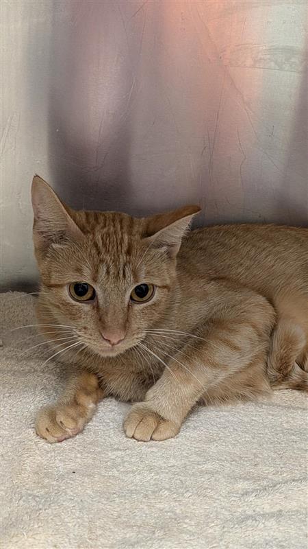 Sport, an adoptable Domestic Short Hair in Hutchinson, KS, 67504 | Photo Image 2