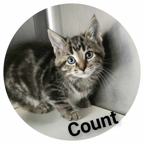 Count