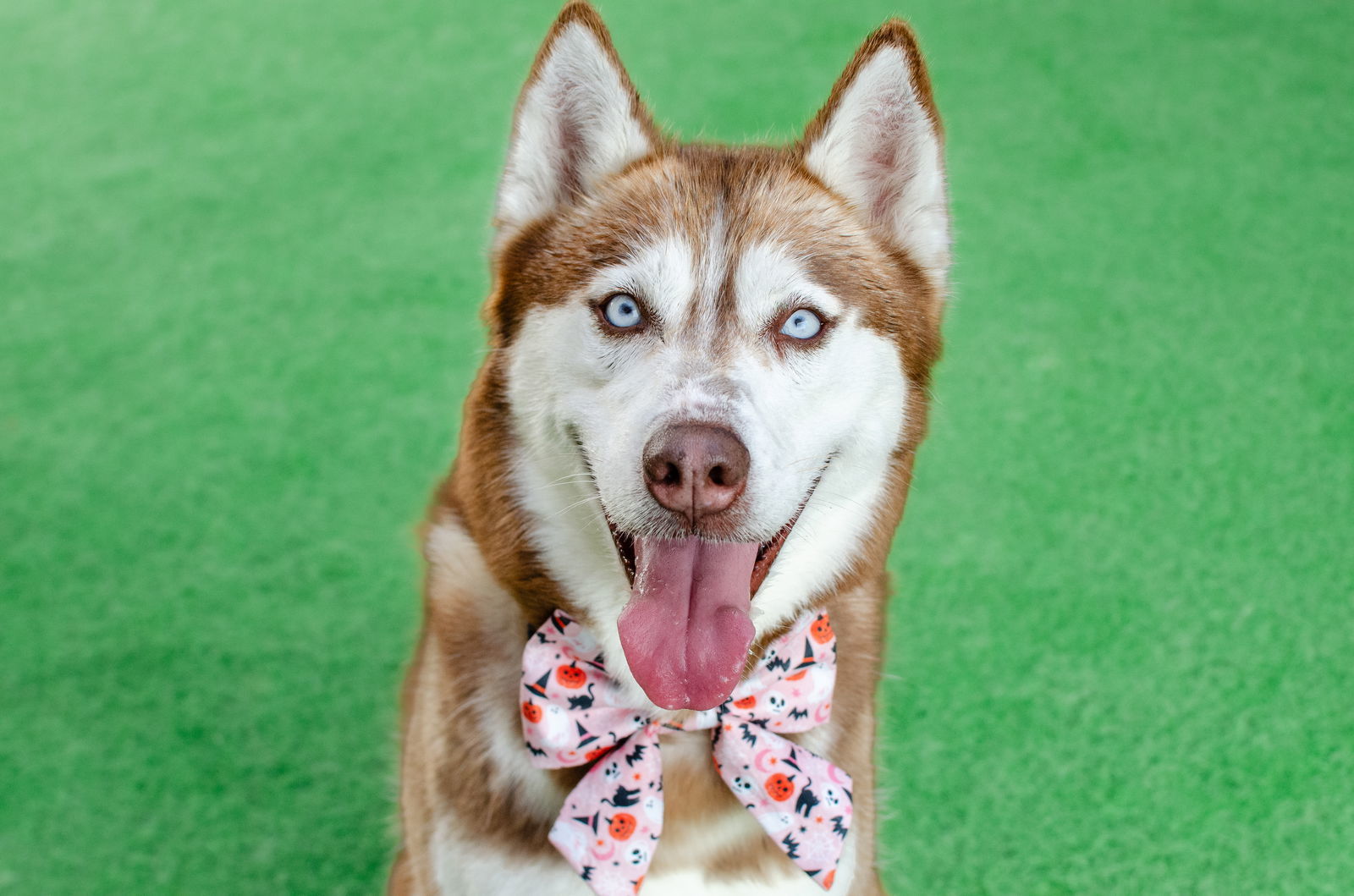 Nieve, an adoptable Siberian Husky, Spitz in Burlingame, CA, 94010 | Photo Image 1